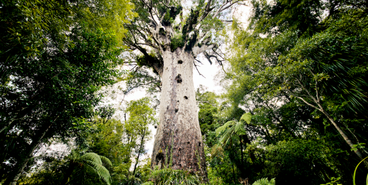 Image of Kauri Tree