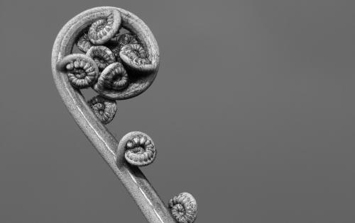 Photo Credit Sandy Millar - Unsplash Fern Koru