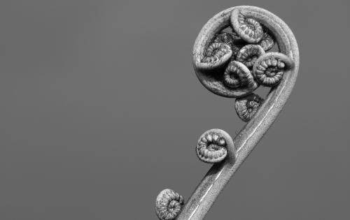 Photo Credit Sandy Millar - Unsplash Fern Koru