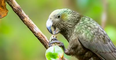 Kakapo