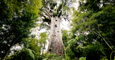 Image of Kauri Tree
