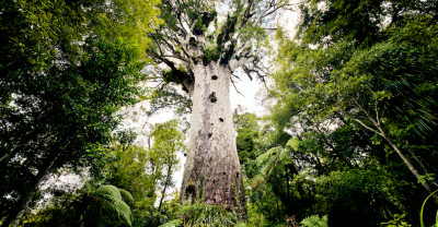 Kauri Tree Image of Kauri Tree