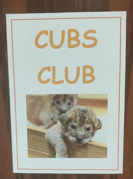 Cub Care In The Next Room While The Lionesses Hunted